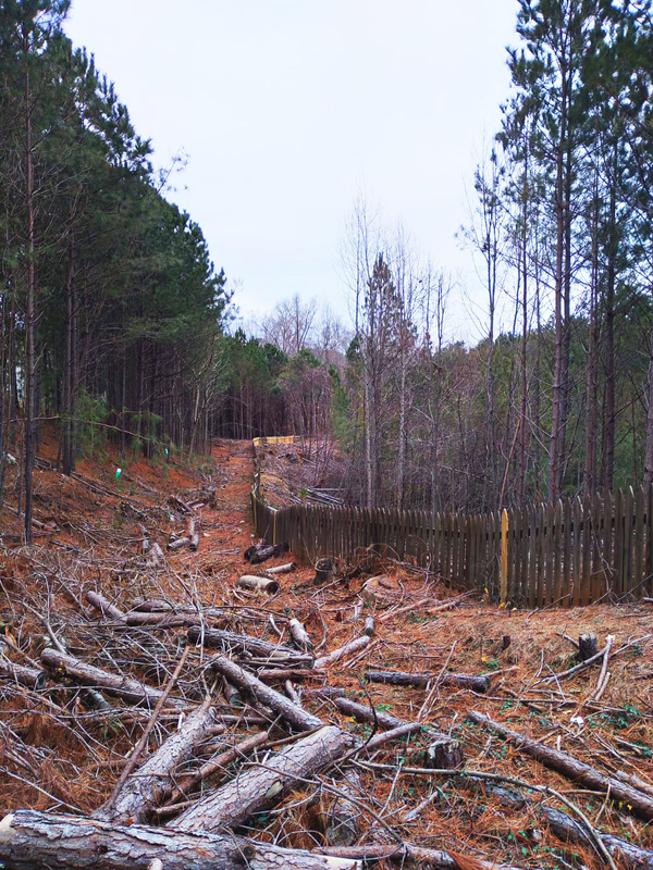 BEFORE-Forestry Mulching