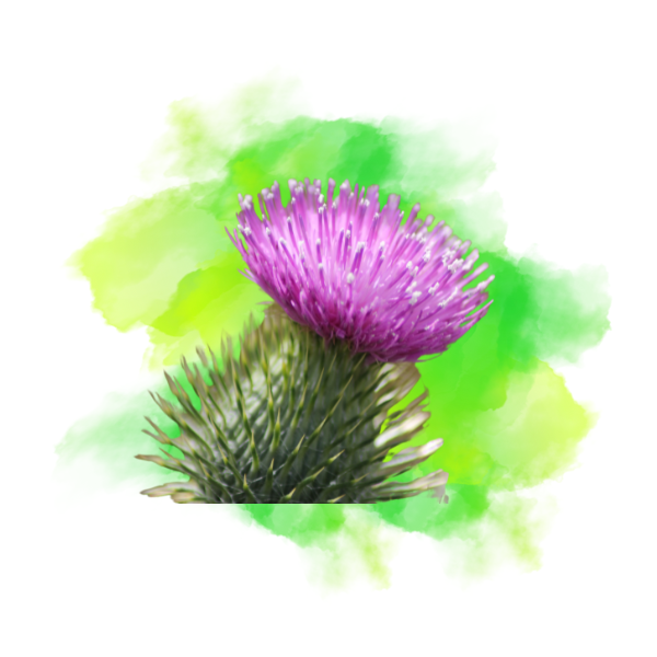 Milk Thistle.Image3.png