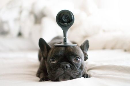 dogwithcamera-768x510.jpg