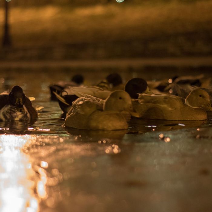 ducks at night