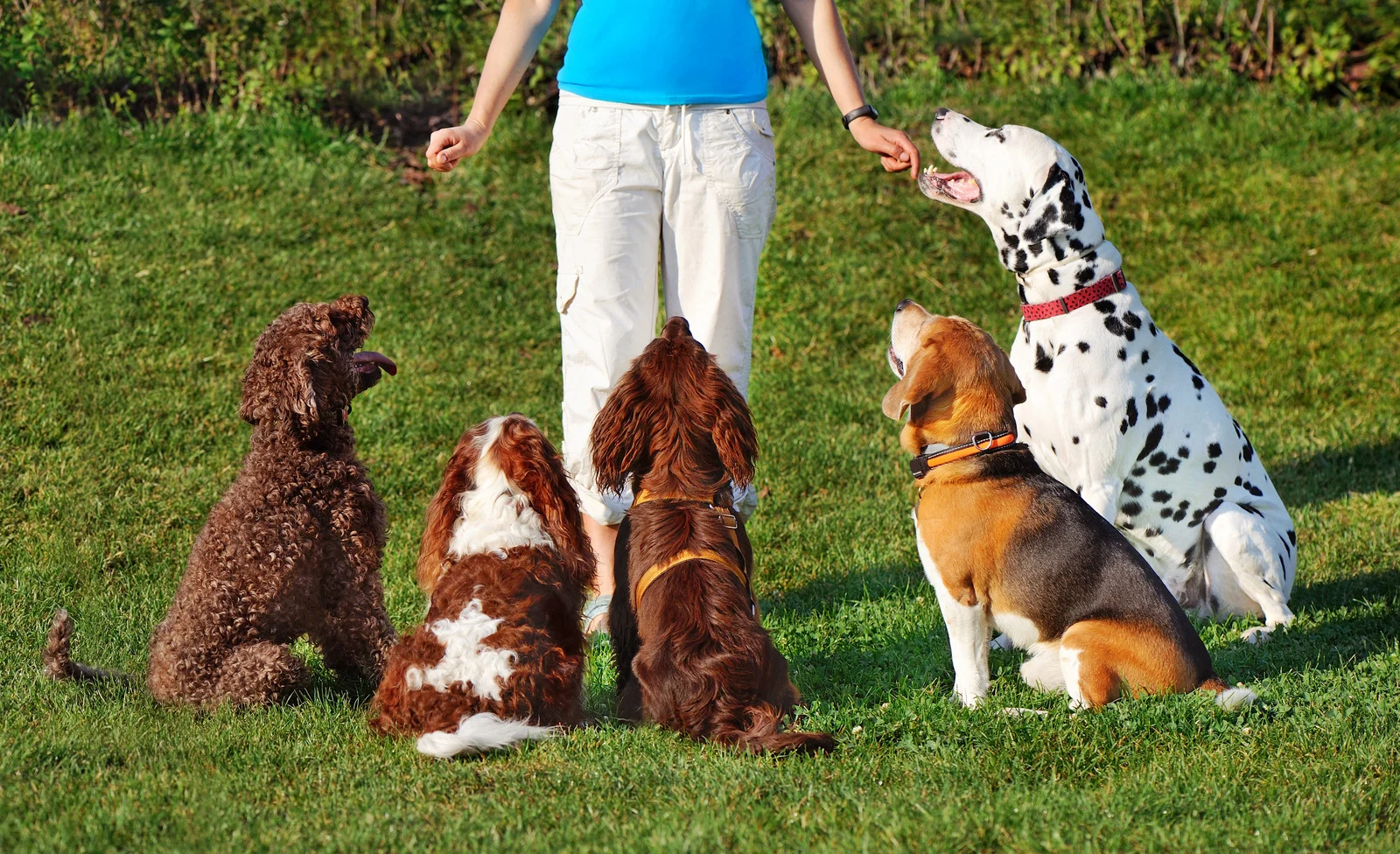 multiple dogs playing