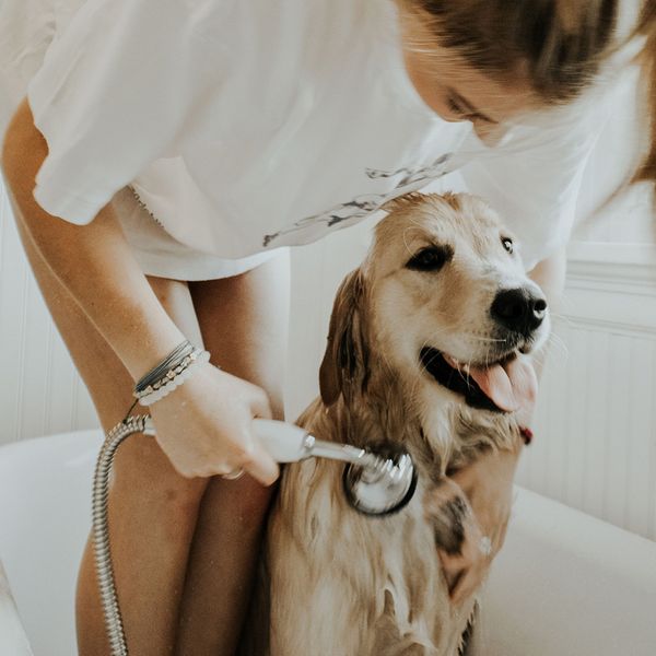 A dog taking a bath after successful in-home dog training.