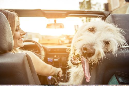 dog riding in a car