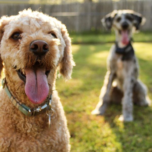 Two well-behaved dogs after virtual training. 