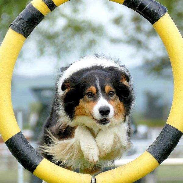 A well-trained dog performing tricks after dog training.