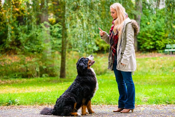 Woman practicing obedience commands with her Bernese Mountain Dog