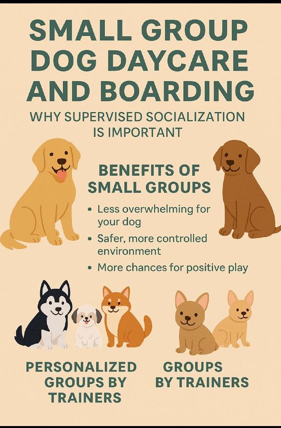 The Power of Small Group Dog Daycare & Boarding | Why Personalized Socialization Matters