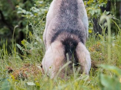 A dog digging in the ground in the woods. A dog digging in the ground in the woods.