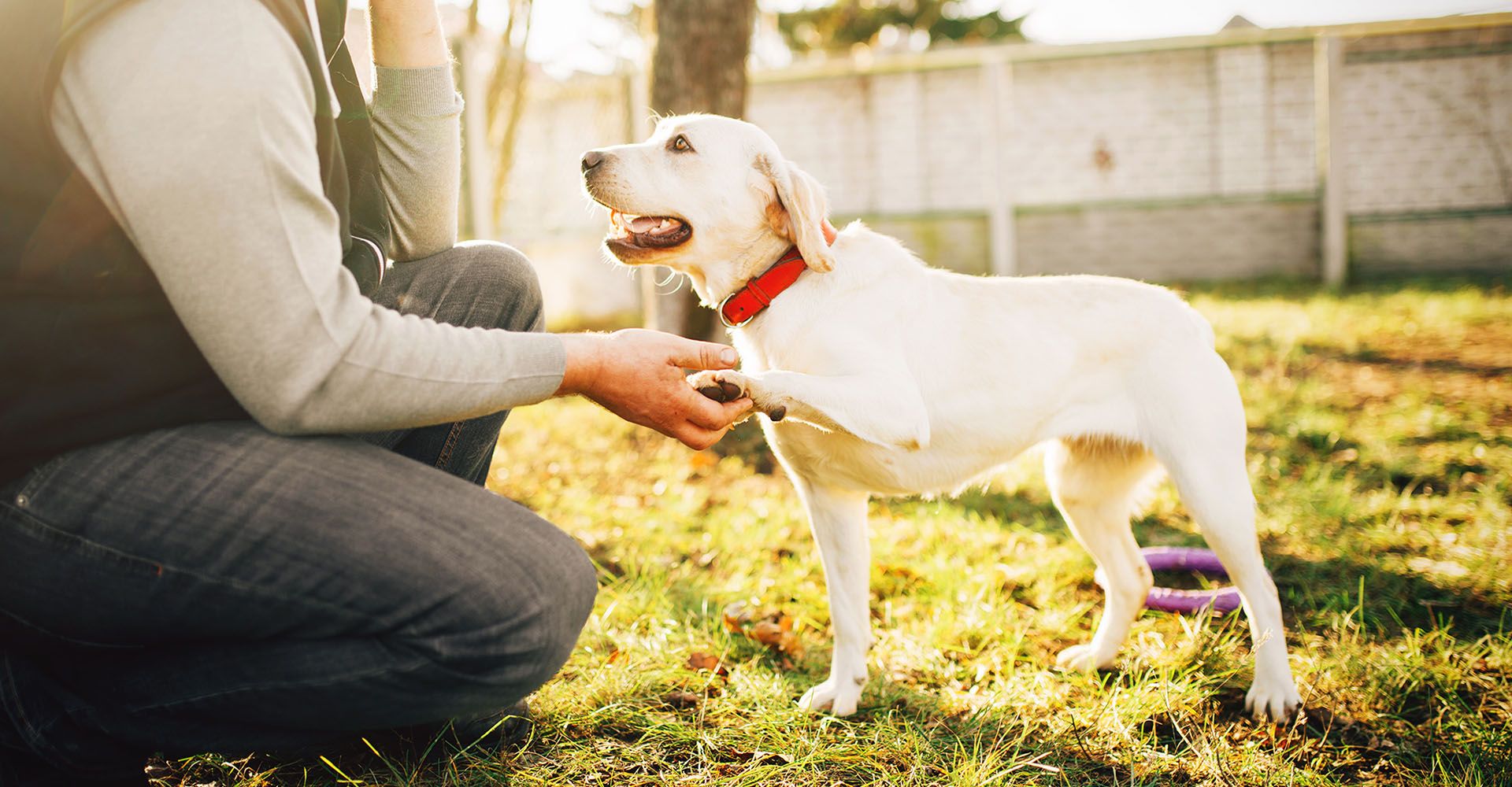 dog shaking hands