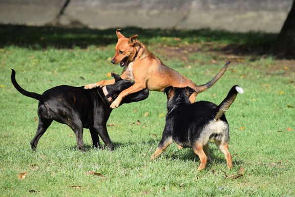 canva-dogs-playing-on-grass-MAE3sM9GOCE.jpg