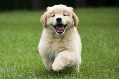 Puppy.jpg