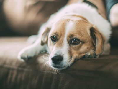A dog laying down on the couch. A dog laying down on the couch.
