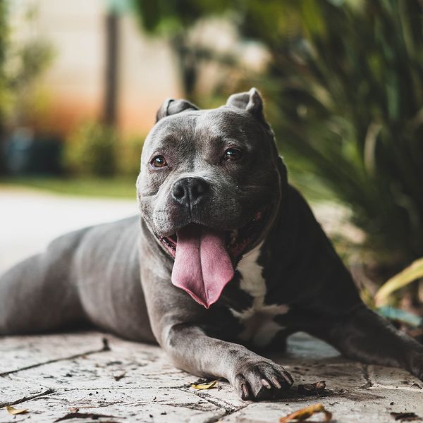 A dog in good health relaxing outside.