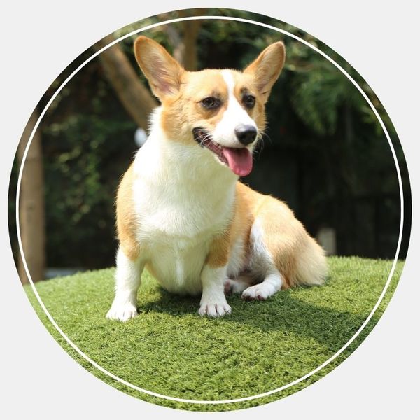 Corgi dog sitting on durable synthetic pet turf Corgi dog sitting on durable synthetic pet turf