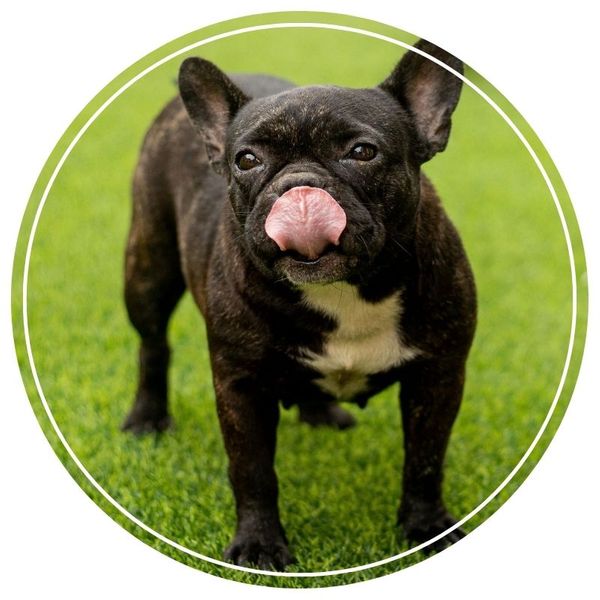 Pet Turf Image 2.jpg