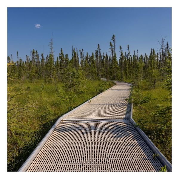 walkway in wetlands