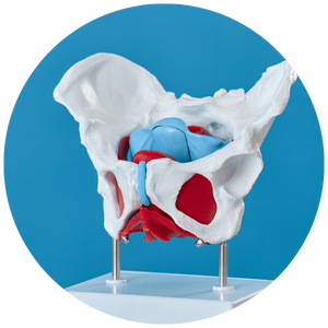 Pelvic Floor Therapy - Icon 4.png