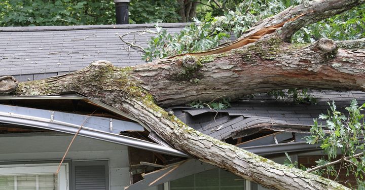 Damaged roof with broken tree on it