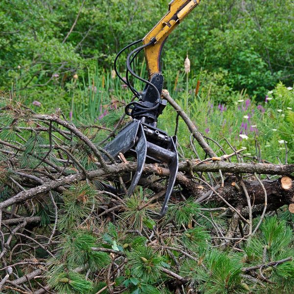 tree removal device