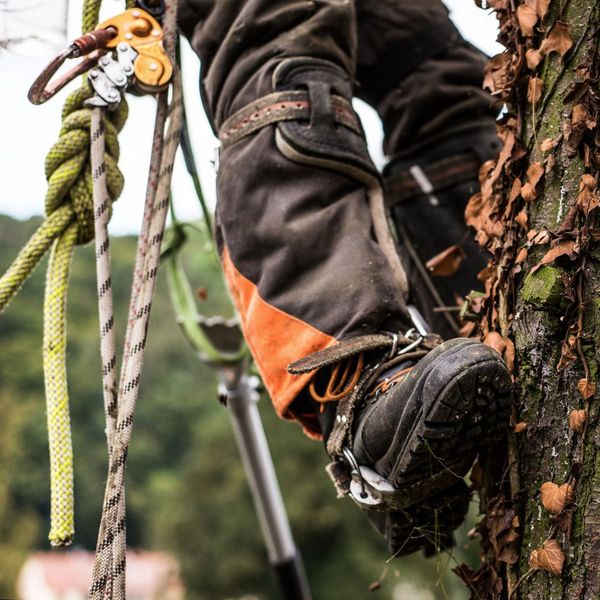 Person climbing tree, with safety equipment