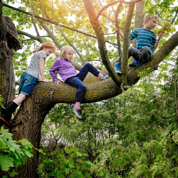 kids playing on tree branch