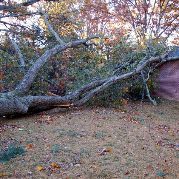 Fallen tree branches on roof of house