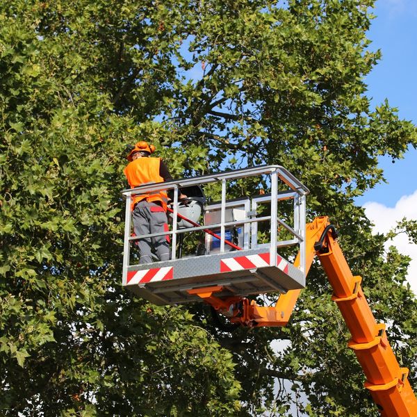 residential tree removal service