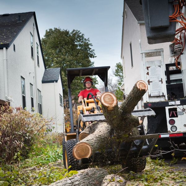 removing tree trunks