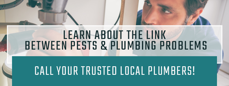 CTA-Learn-About-the-Link-Between-Pests-Plumbing-Problems-5ad65596873e7.png