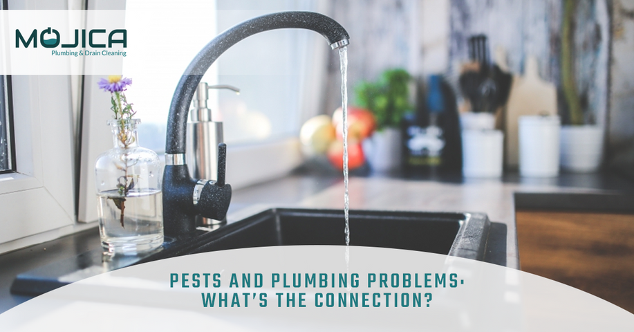 Pests-and-Plumbing-Problems-Whats-the-Connection-5ad6558e0c939.png