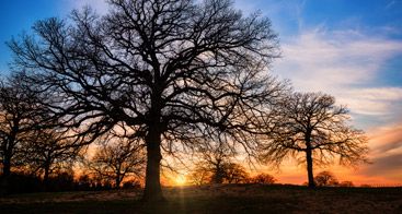 Round Rock