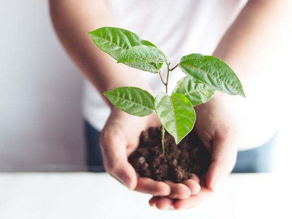 Hands holding a green plant in soil.