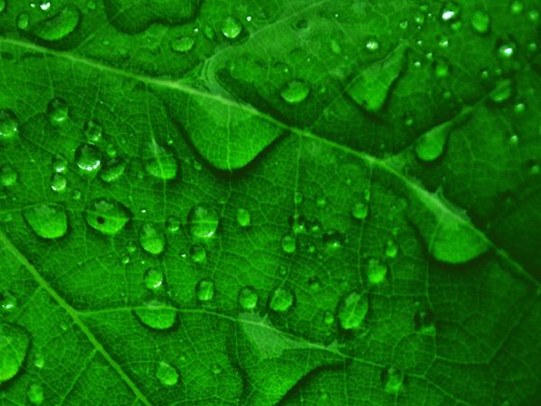 green leaf with droplets