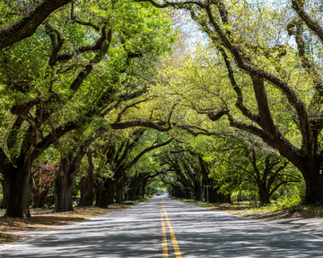 Aiken street with trees. Aiken