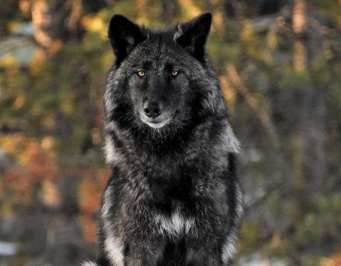 Image of a black wolf