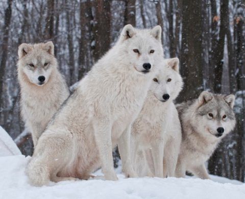 Image of a Wolf pack