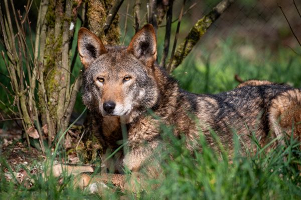 M2213 Chester (American Red wolf).jpg