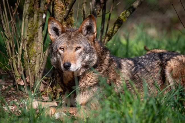 M2213 Chester (American Red wolf).jpg