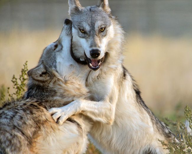 Thing One & Thing Two (McCleery wolves).jpg