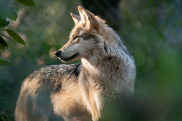F2053 Magnolia (Mexican wolf).jpg