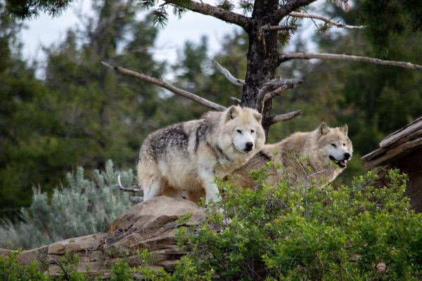 Willy & Mariah (McCleery wolves).jpg