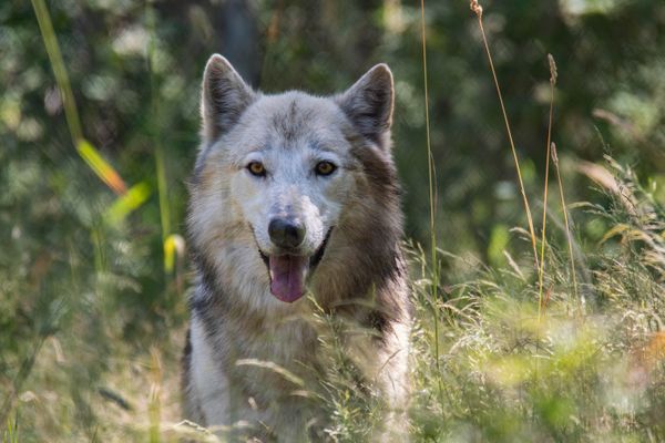 Little Foot Sponsorship Pic (wolfdog).jpg