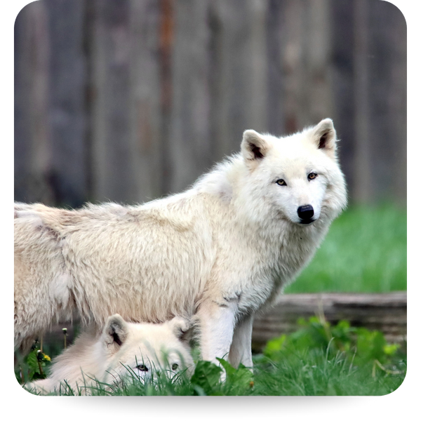 Landscapers & Arborists - 4.png