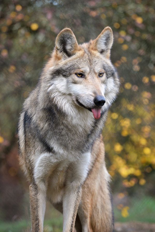 M1458 Hodari (Mexican wolf).jpg