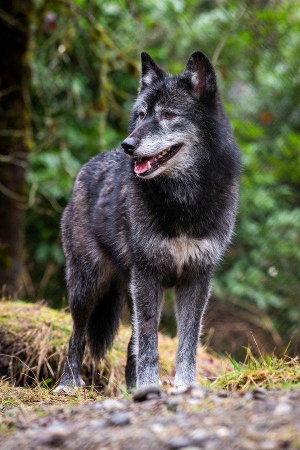 Ellie (wolfdog).jpg