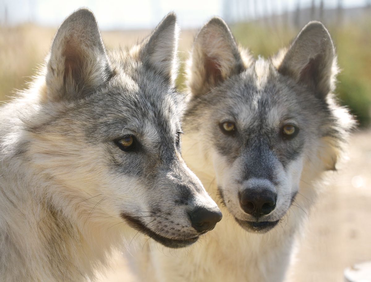 McCleery wolves.jpg
