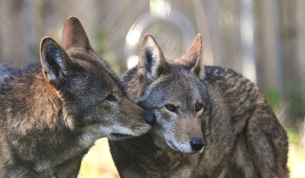 F1945 Nash & M2214 Cedar (American Red wolves).jpg