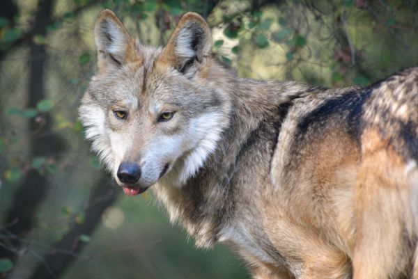 M1458 Hodari Sponsorship Pic (Mexican wolf).jpg