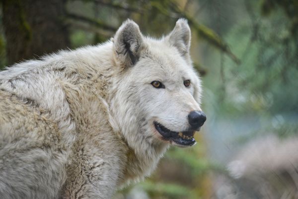 Grayling Sponsorship Pic (gray wolf).jpg