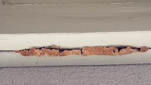 SSCDOCTORS - MOLD GROWING AS A RESULT OF NON EXISTINT CAULKING.jpg